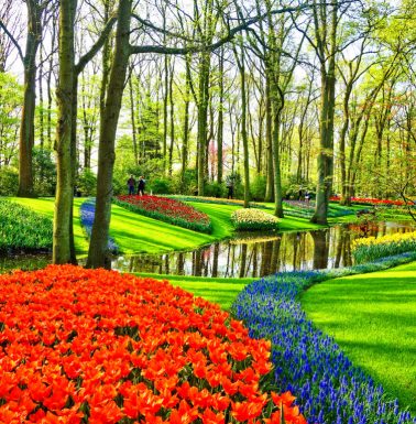 Tulipas de Keukenhof - Holanda - Amsterdã