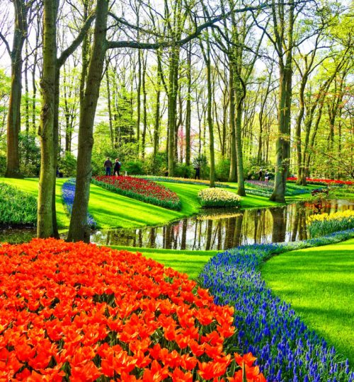 Tulipas de Keukenhof - Holanda - Amsterdã