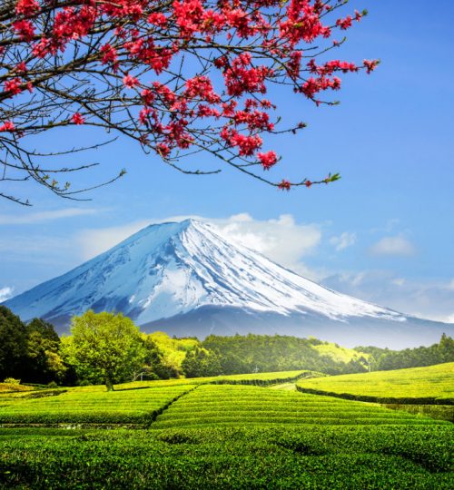 Japão nas Cerejeiras - Monte Fuji